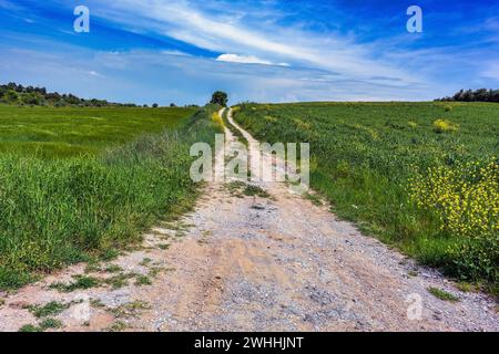 Strada di campagna ghiaia che conduce attraverso prati e campi all'orizzonte sotto un cielo blu con nuvole, paesaggio rurale nel centro di G Foto Stock