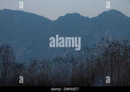 Srinagar, Jammu e Kashmir, India. 10 febbraio 2024. Uno stormo di corvi che volano contro il cielo serale vicino al lago dal a Srinagar. (Credit Image: © Adil Abbas/ZUMA Press Wire) SOLO PER USO EDITORIALE! Non per USO commerciale! Crediti: ZUMA Press, Inc./Alamy Live News Foto Stock