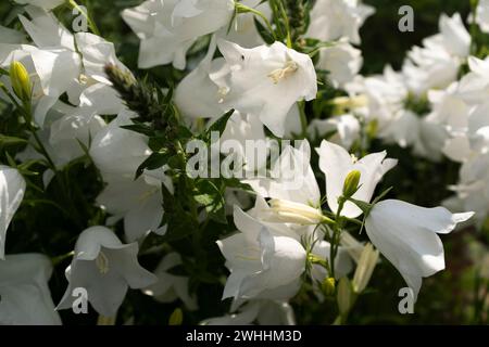 fiori di campanula bianchi da vicino Foto Stock