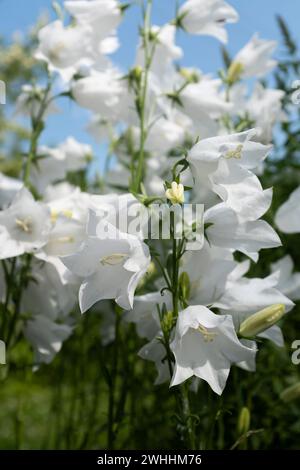 fiori di campanula bianchi da vicino Foto Stock