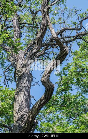 Robinia pseudoacacia Foto Stock