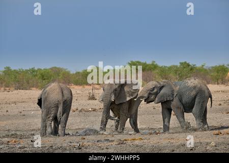 Giovani elefanti africani (Loxodonta africana) che combattono nella sorgente, nel Parco Nazionale di Etosha, in Namibia, in Africa Foto Stock