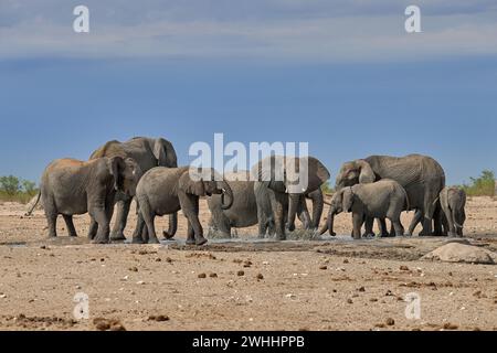 Grande branco di elefanti africani (Loxodonta africana) con bambini nella sorgente, nel Parco Nazionale di Etosha, Namibia, Africa Foto Stock