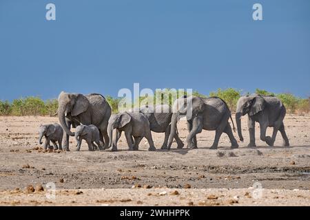 Grande branco di elefanti africani (Loxodonta africana) con bambini nella sorgente, nel Parco Nazionale di Etosha, Namibia, Africa Foto Stock