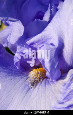 Iris display in giardino, Schreiners Iris giardini, Keizer, Oregon Foto Stock