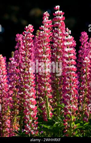 Lupino display in giardino, Schreiners Iris giardini, Keizer, Oregon Foto Stock