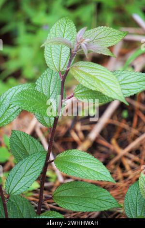 Spiraea japonica. È stato usato come medicina tradizionale dai nativi, e gli estratti delle piante sono stati trovati bioattivi Foto Stock