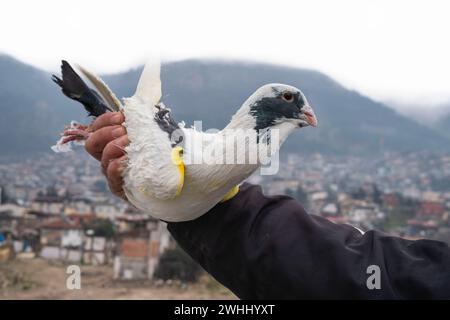 Hatay, Turchia. 5 febbraio 2024. Vista di un piccione dipinto di giallo. La Turchia ha subito due grandi terremoti centrati a Kahramanmaras il 6 febbraio 2023, con una magnitudine di 7,7 e 7,6. Più di 50 mila persone hanno perso la vita e alcune sono rimaste ferite nei terremoti che hanno colpito 11 province. Hatay, una delle città più colpite dal terremoto, è una città famosa per i suoi piccioni. Anche se i piccioni sono diminuiti dopo il terremoto, gli amanti dei piccioni non hanno rinunciato alla loro passione. Il 36enne Huseyin Kaya è uno di quelli che non ha rinunciato alla sua passione. E lui è stato f Foto Stock