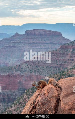 Uno scoiattolo di roccia, Otospermophilus variegatus, su un masso lungo il South Kaibab Trail nel Parco Nazionale del Grand Canyon Foto Stock