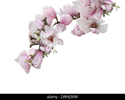 Ramoscello di fiori di magnolia primaverile rosa. Splendidi fiori di magnolia rosa su sfondo bianco Foto Stock