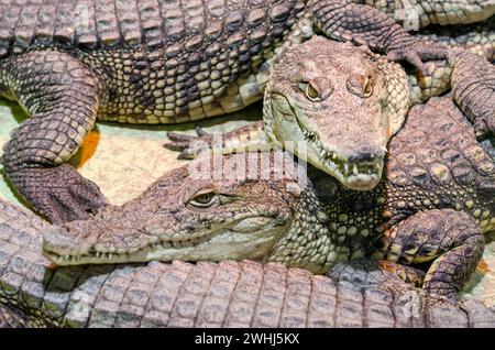 Molti coccodrilli alligatori si avvicinano Foto Stock