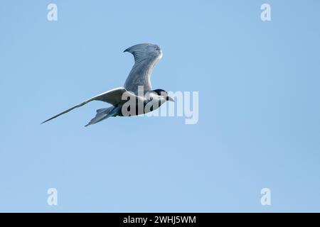 Black Tern (Chlidonias niger) in volo nel Meclemburgo-Pomerania occidentale Foto Stock