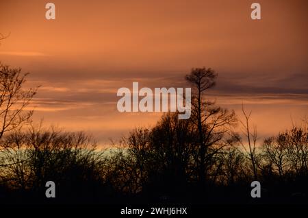 alberi sagomati e un bellissimo cielo pieno di colori al tramonto a londra 10 febbraio 2024 Foto Stock