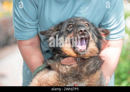 Donna in abiti blu abbraccia il cane mongrel con clip rossa nell'orecchio Foto Stock