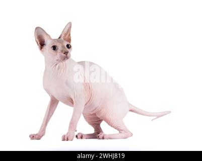 Ritratto di un gatto argentato della razza Sphynx Brush su sfondo bianco Foto Stock