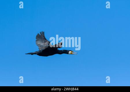 Ottimo cormorano in volo al sole della sera Foto Stock
