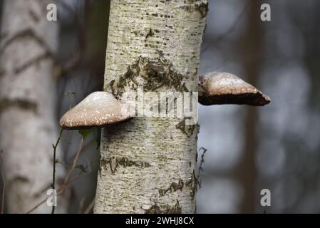 Due funghi polipori di betulla (Piptoporus betulinus) su entrambi i lati di un tronco di betulla d'argento, su sfondo bokeh, scattati in una foresta del Regno Unito a febbraio Foto Stock