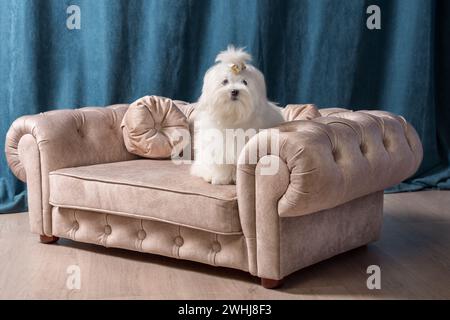 Cane bianco maltese seduto su un piccolo divano beige su uno sfondo di tende blu scuro Foto Stock