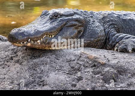 Alligatore americano (Alligator missippiensis) che poggia sulla riva di uno stagno a St. Augustine Alligator Farm sull'isola di Anastasia a St Augustine, Florida. Foto Stock