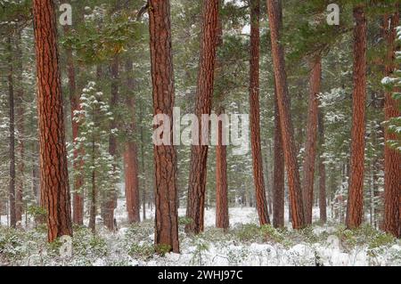 Ponderosa Pine vicino al fiume Metolius, Deschutes National Forest, Oregon Foto Stock