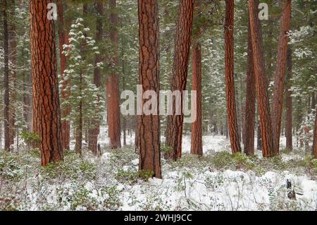 Ponderosa Pine vicino al fiume Metolius, Deschutes National Forest, Oregon Foto Stock