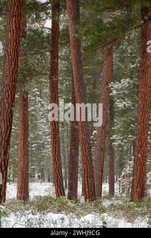Ponderosa Pine vicino al fiume Metolius, Deschutes National Forest, Oregon Foto Stock