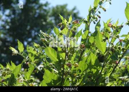 Atropa belladonna, Deadly nightshade Foto Stock