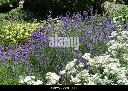 Lavandula officinalis, lavanda Foto Stock