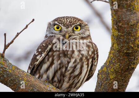 Piccolo gufo curioso che guarda la macchina fotografica, uccello selvatico nell'habitat naturale (Athene noctua) Foto Stock