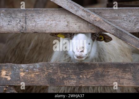 pecore curiose che guardano attraverso la recinzione di legno della fattoria Foto Stock