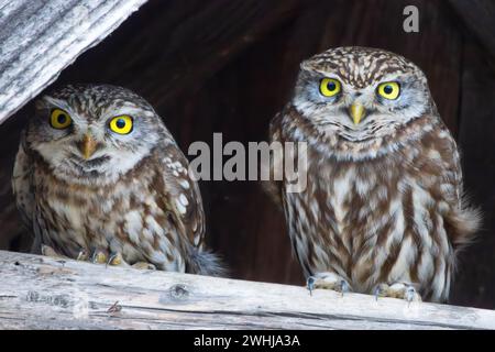 Coppia di piccole olghe in piedi su trave di legno (Athene noctua) Foto Stock