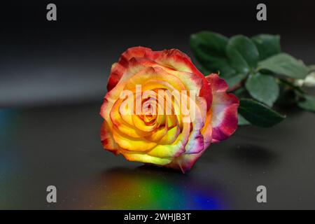 Rosa arancione su sfondo nero Foto Stock