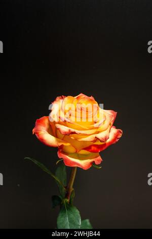 Rosa arancione su sfondo nero Foto Stock