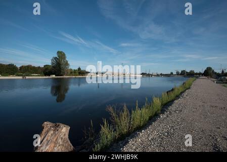 Rinaturazione o ripristino ecologico in ecosistemi danneggiati Foto Stock