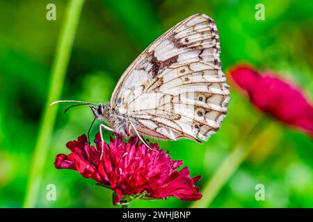 Farfalla bianca marmorizzata (Melanargia galathea) su fiore. Renania Palatinato, Germania, Europa. Foto Stock