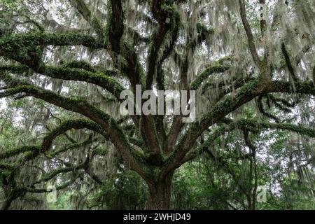 Vista ravvicinata di un albero di quercia vivo con muschio spagnolo nel lussureggiante verde estivo Foto Stock