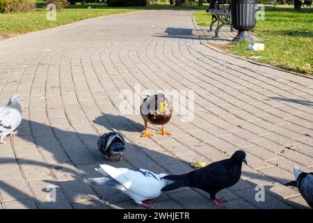 Anatre sul marciapiede in un parco autunnale da vicino Foto Stock