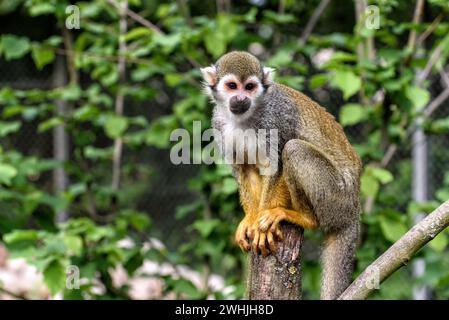 Scoiattolo scimmia in Sud america Foto Stock