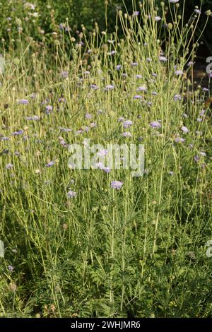 Scabiosa columbaria, colomba scabica Foto Stock