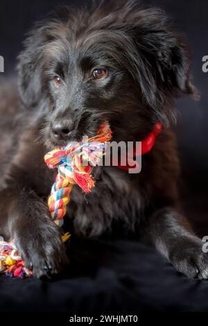 Ritratto di cucciolo di cane nero con giocattolo a corda di nodo Foto Stock