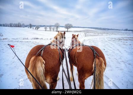 Giro in slitta a Masuria Foto Stock