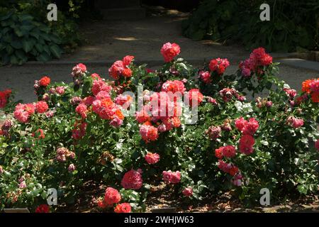 Rosa Gebrueder Grimm, Hybridrose Foto Stock