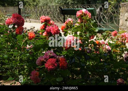 Rosa Gebrueder Grimm, Hybridrose Foto Stock