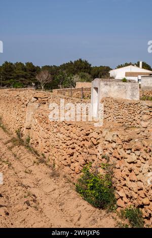 Vigneti della cantina Terramoll Foto Stock