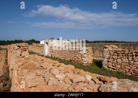 Vigneti della cantina Terramoll Foto Stock