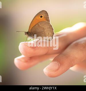 Un primo piano di una mano che tiene con cura una piccola farfalla Foto Stock