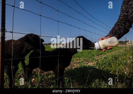 Nutrire un agnello con un biberon Foto Stock