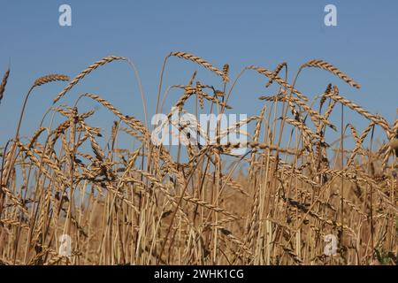 Triticum aestivum ssp. spelta, spelta Foto Stock