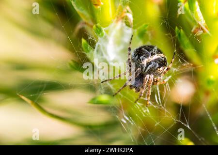 Un ragno a cesto di grasso (Agalenatea redii) si accosta tra la vegetazione verde di un prato nella sua rete sopra il cesto e si trova in attesa di preda, più in basso Foto Stock