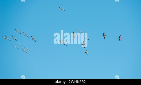 Un gregge di gru (Grus grus) o una gru grigia o eurasiatica, che girano in direzione ascendente di fronte a un cielo azzurro brillante al sole e utilizzano il Foto Stock